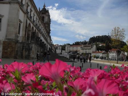 Pink flowers in front of the Santa Clara a Nova monastery steps in Coimbra