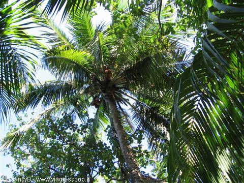 Coconut palm seen from below, green sunlit fronds and coconuts