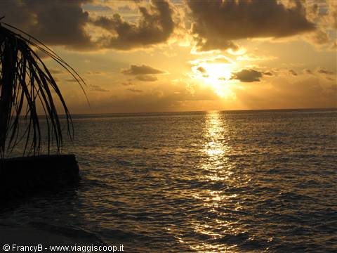 Low sun reflects on the ocean beside a palm tree silhouette