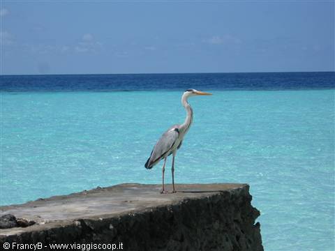 Grey heron standing on stone wall in front of turquoise lagoon