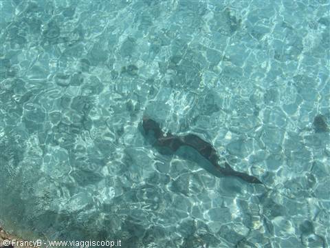 Person swimming in clear turquoise water with sunlight reflections