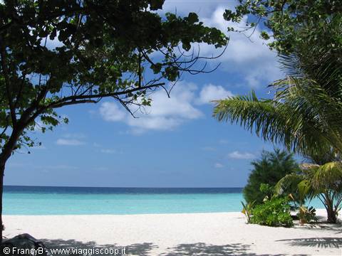 White sand beach framed by palm trees against a turquoise sea