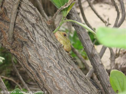 Green lizard camouflaged on rough bark among branches and leaves