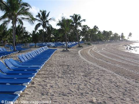 Rows of blue sunbeds on sand among palm trees, morning light