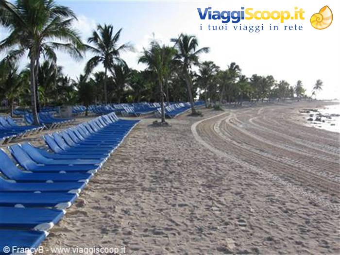 Rows of blue sunbeds on sand among palm trees, morning light