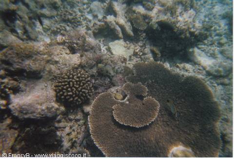 umbrella coral