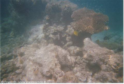 corals