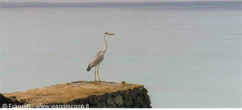 heron