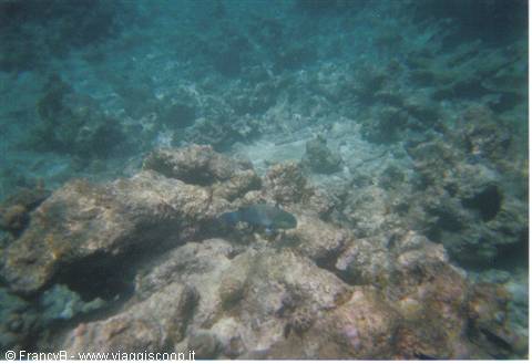 parrotfish