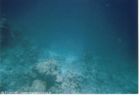 in the great blue