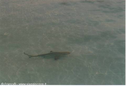 the legendary black-finned shark