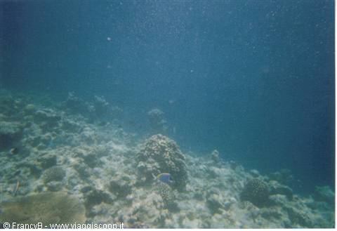 snorkelling on the reef