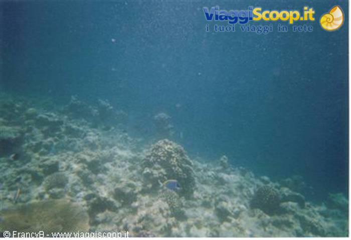 snorkelling on the reef
