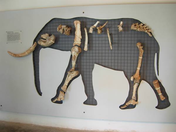 Dwarf elephant