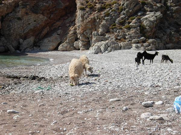 Little goats 