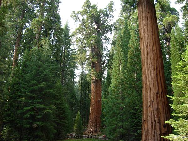 General Sherman - Sequoia National Park 