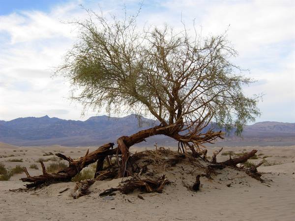 Sand dunes - Death Valley