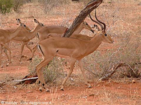 Safari - Tsavo East