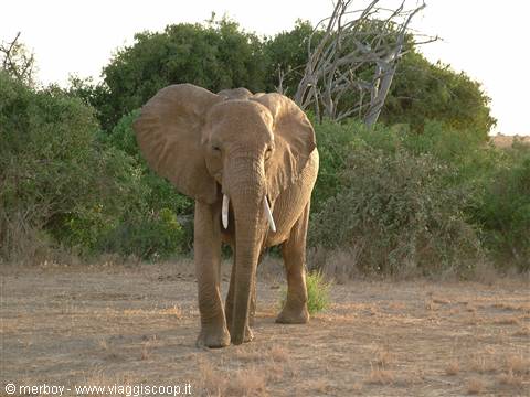 Safari - Tsavo East