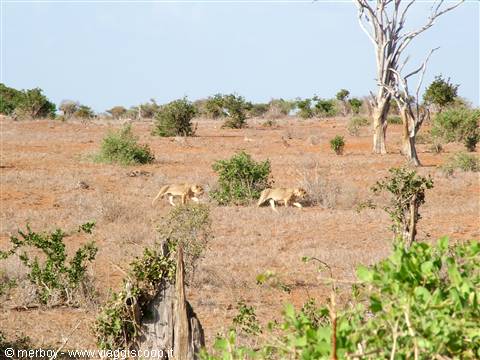 Safari - Tsavo East