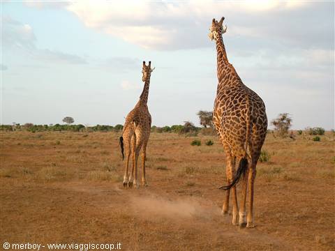 Safari - Tsavo East