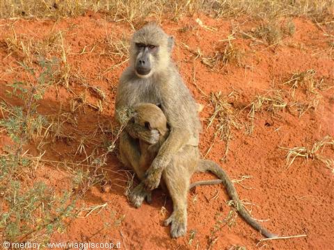 Safari - Tsavo East