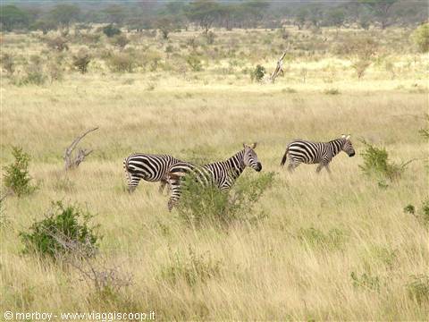 Safari - Tsavo East
