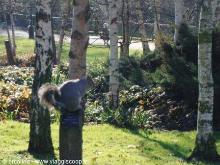 Squirrel in Hyde Park