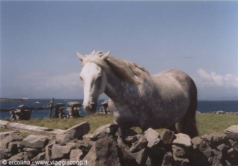 white horse behind a dry stone wall, blue sea and clear sky