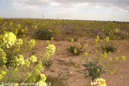 Yellow wildflowers blooming among red sandy steppe under cloudy sky