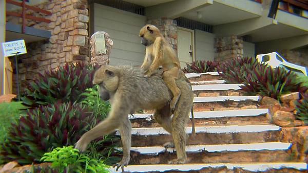 Mother and baby baboon