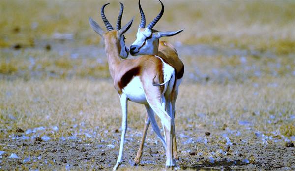Tsavo East Antelopes