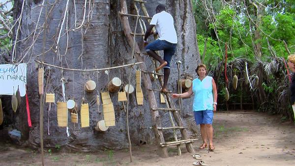 Mambrui: The old baobab