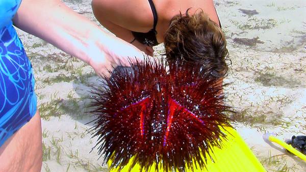 Watamu: giant sea urchin