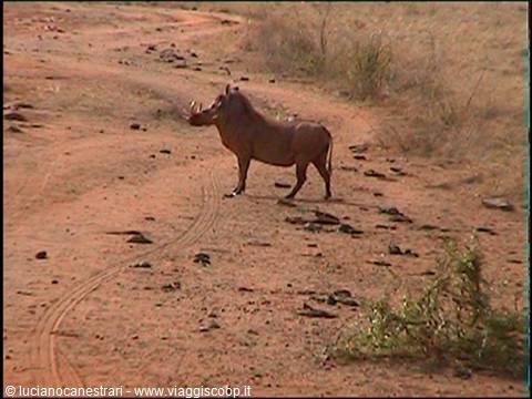 Tsavo East: warthog