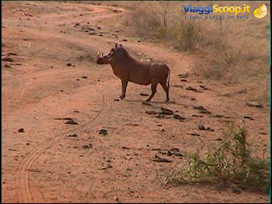 Tsavo East: warthog