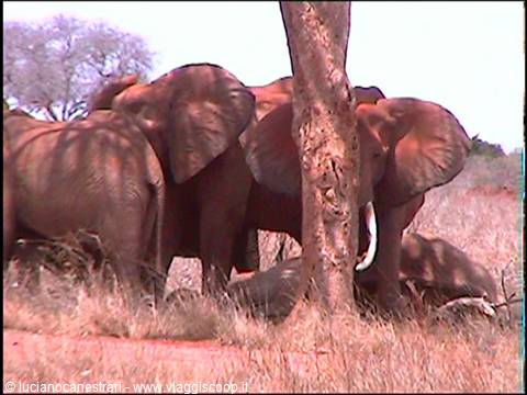 Tsavo East: elephants keeping a death vigil