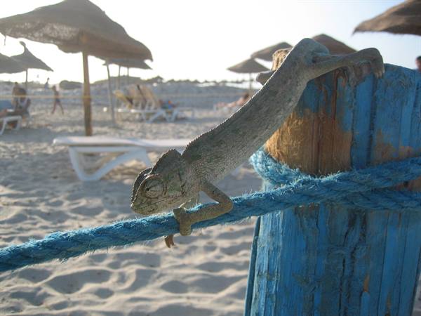 Chameleon on blue rope by wooden post and straw umbrellas on sandy beach
