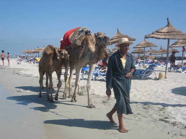 Man in straw hat leading two dromedaries along the beach past umbrellas