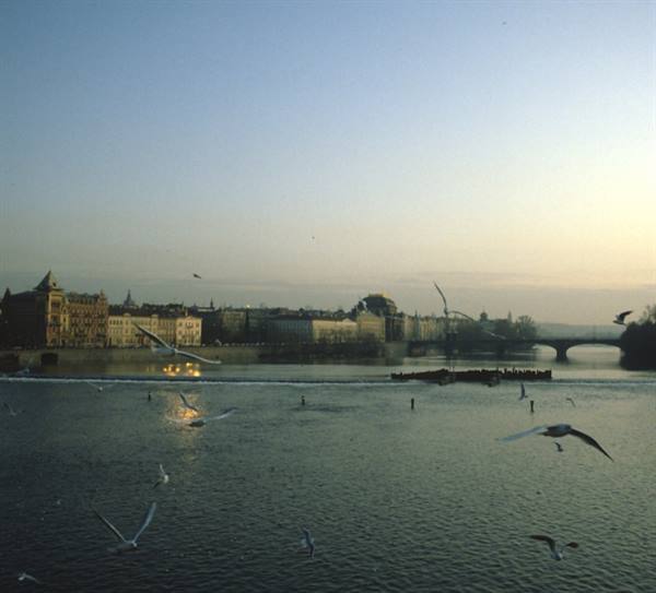 Gulls flying over the Vltava in Prague, bridge and historic buildings at dusk