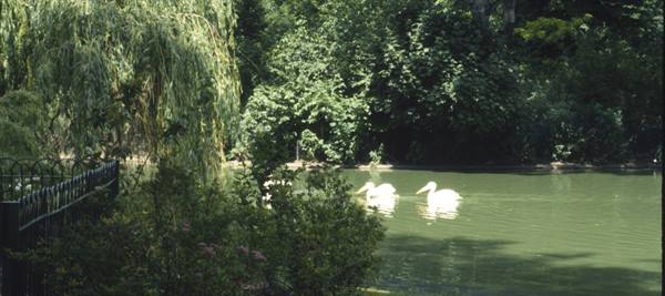White pelicans swim on a green pond beside willows and an iron fence