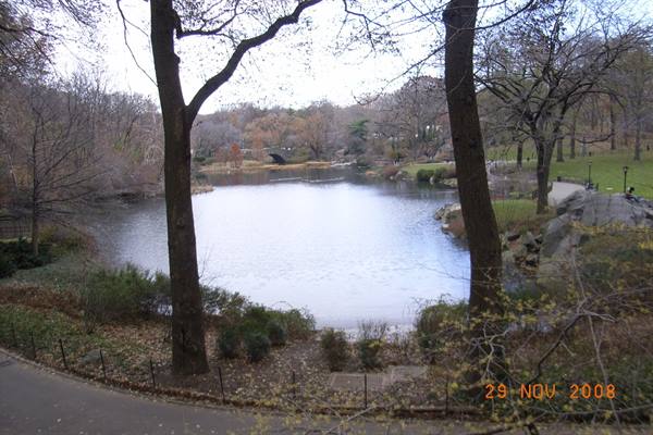 Pond surrounded by bare trees and rocks in Central Park, New York