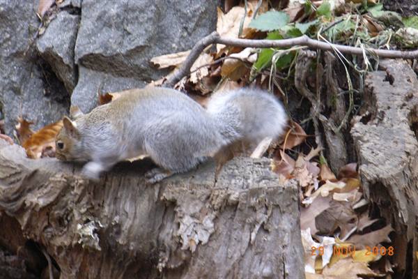 Gray squirrel on a dry log among rocks and autumn leaves