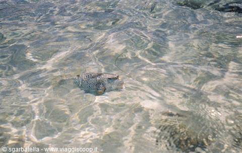 lookatthefish
