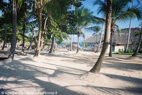 under the palm trees