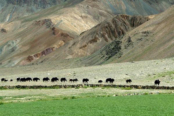Yak caravan