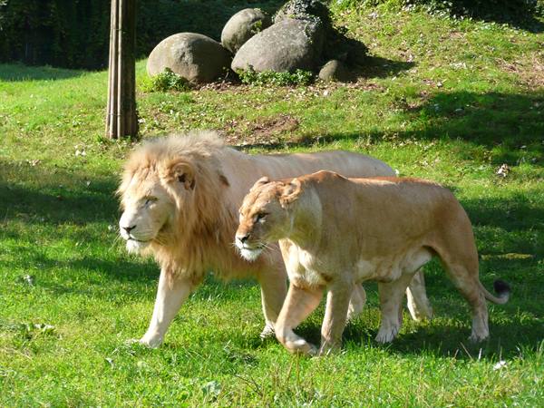 Male lion and lioness walking on green grass among boulders and trees