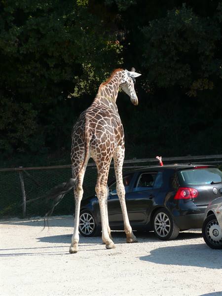 Giraffe standing next to a black car on gravel, a child looking out
