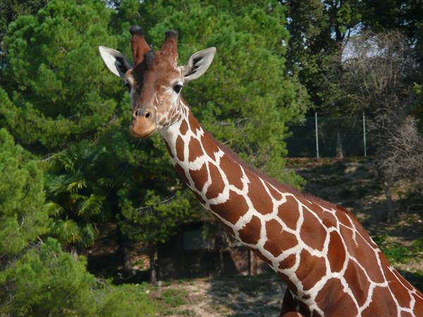 Long-necked giraffe looks at the camera among green pines