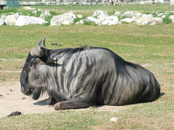 A wildebeest lying on grass among white rocks in sunlight